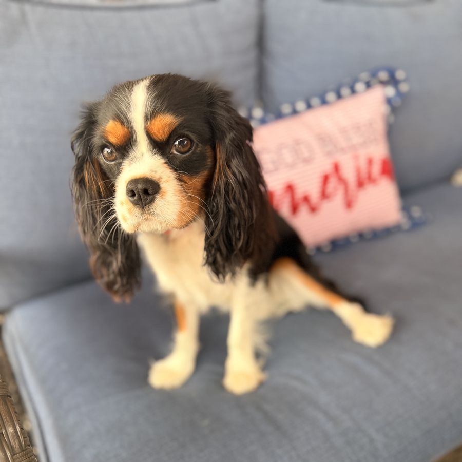 King Charles Cavalier girl