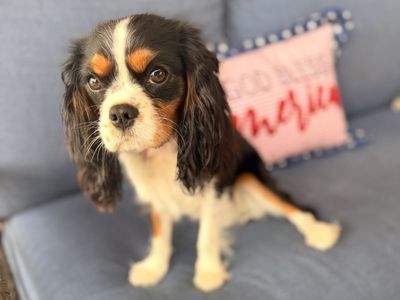 King Charles Cavalier girl