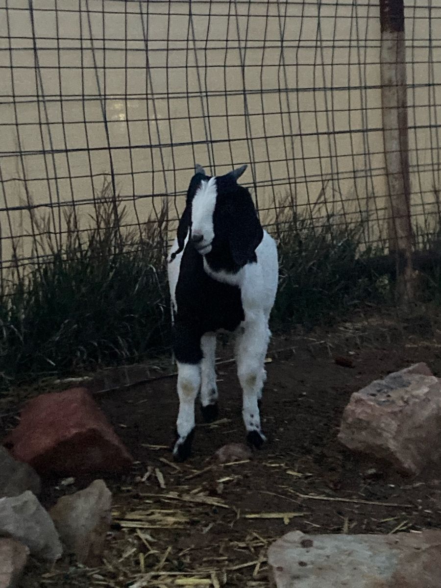 Boer buckling