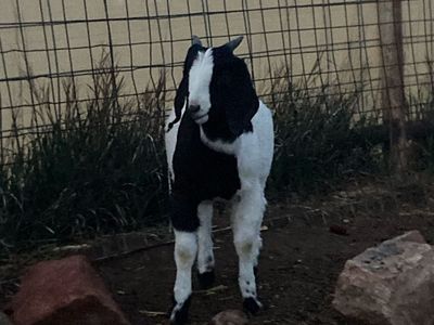 Boer buckling