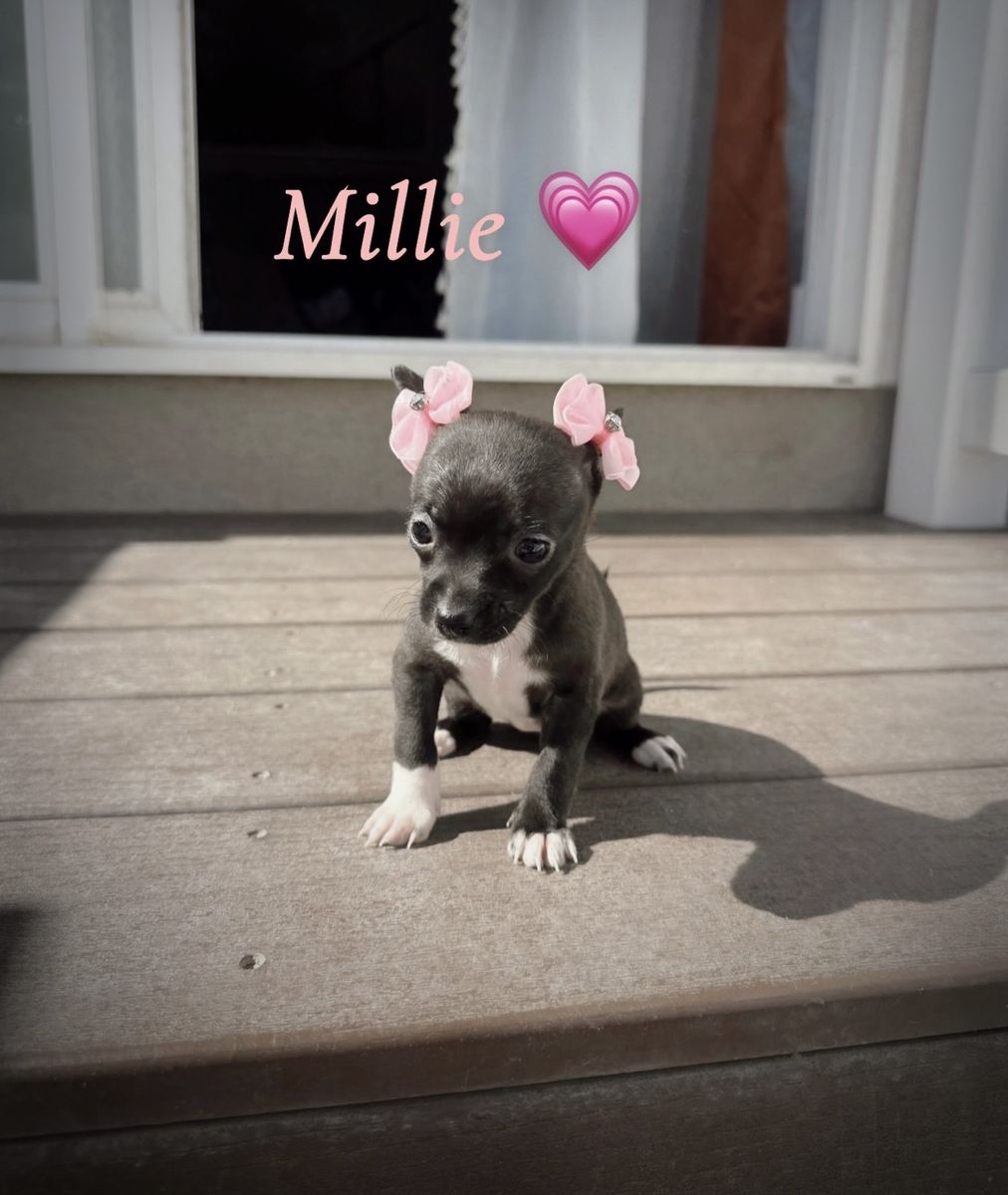 Tiny Female Chihuahua