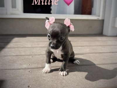 Tiny Female Chihuahua