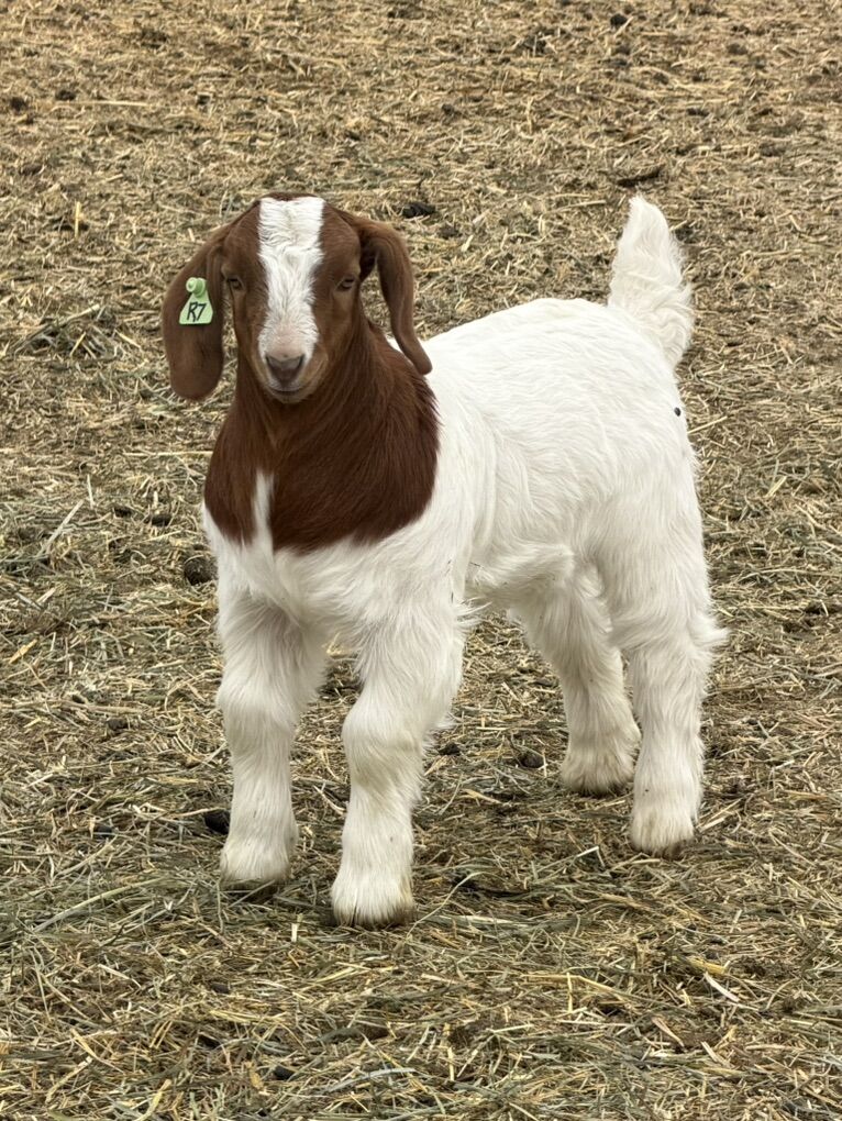 Show Wethers & Show Doe's