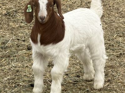 Show Wethers & Show Doe's