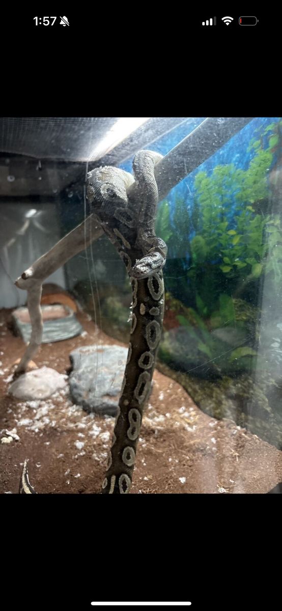 Ball Python + Enclosure And All Accesories