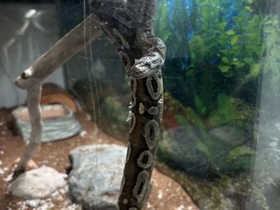 Ball Python + Enclosure And All Accesories