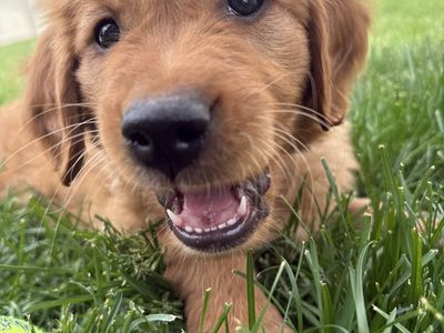 AKC Full-Bred Red Golden Retriever Male Puppy (8 Weeks Old) – Provo, UT $1,999 OBO