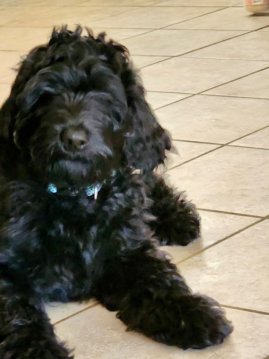 2 Black Male Double Doodle Puppies – Ready Now – $750 each