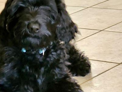 2 Black Male Double Doodle Puppies – Ready Now – $750 each