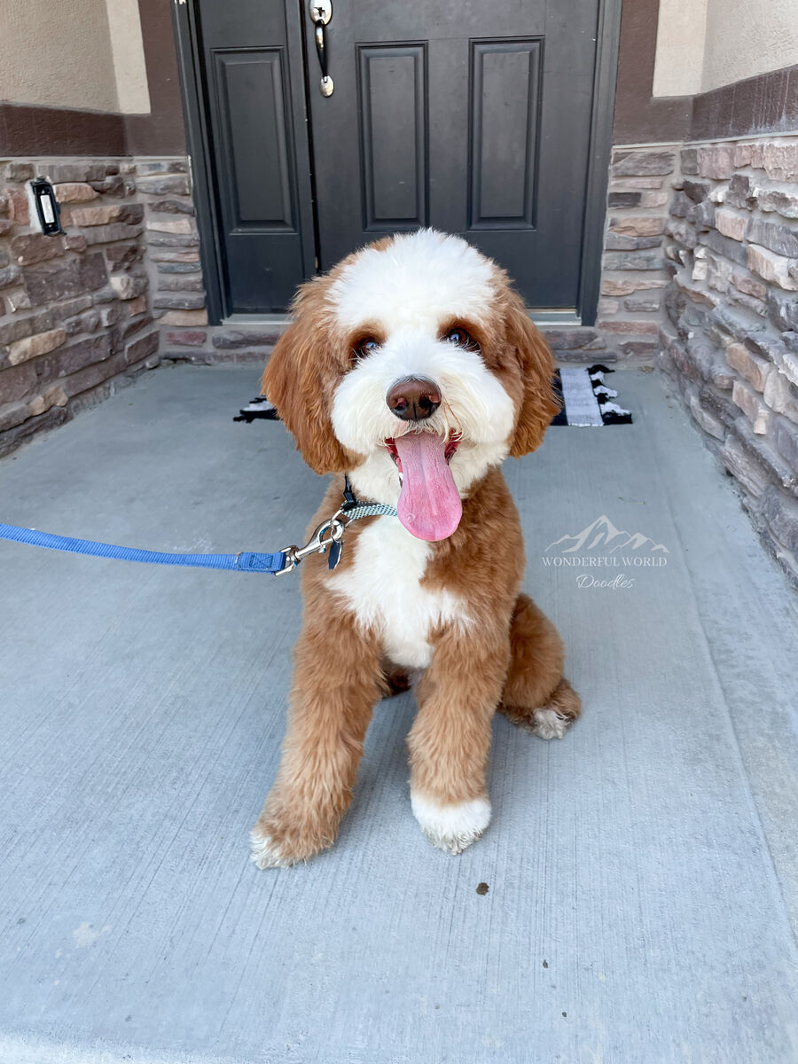 Multigen Mini Bernedoodle Stud 10/10 red rufus