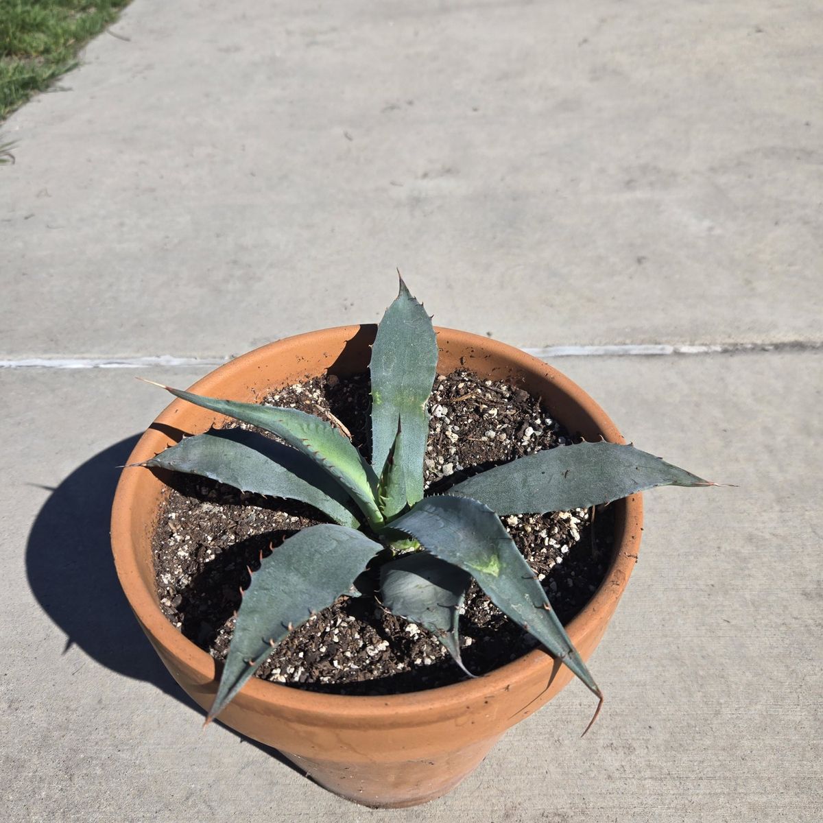 Agave