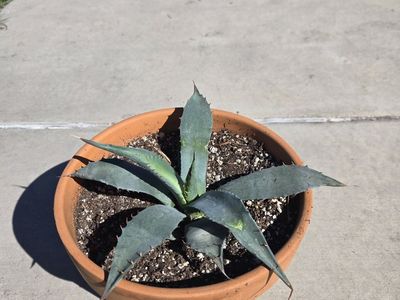 Agave