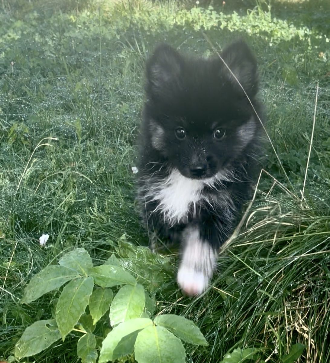 Adorable Fluffy Puppy