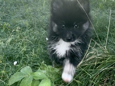 Adorable Fluffy Puppy