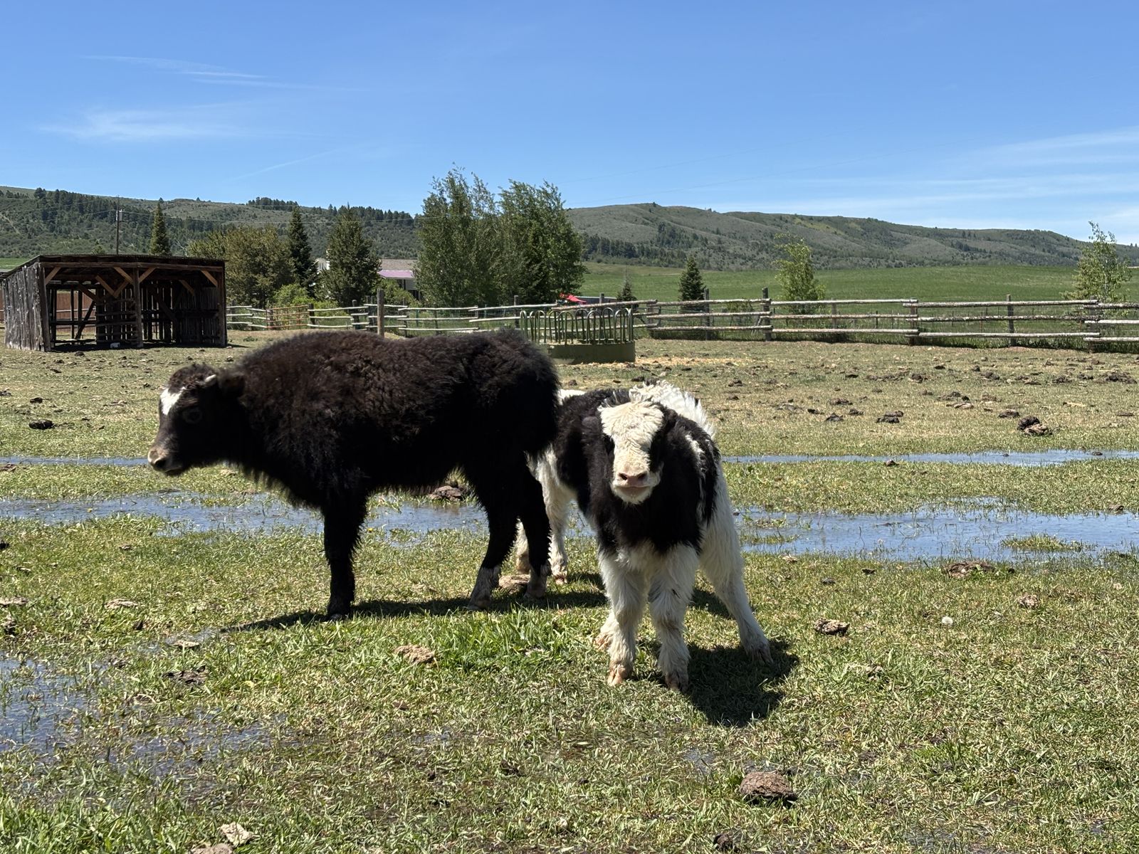 Yak Calves
