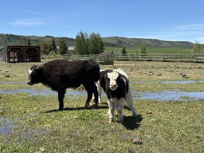 Yak Calves