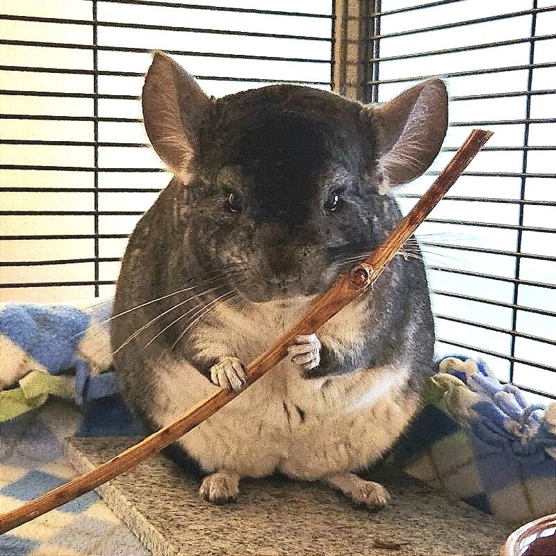 Hello my name is Grohl