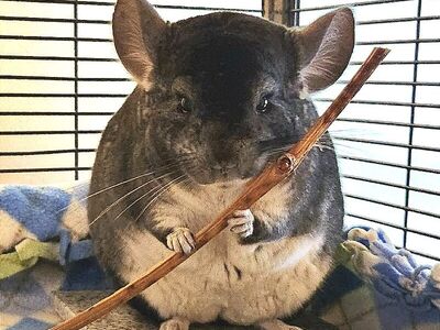 Hello my name is Grohl