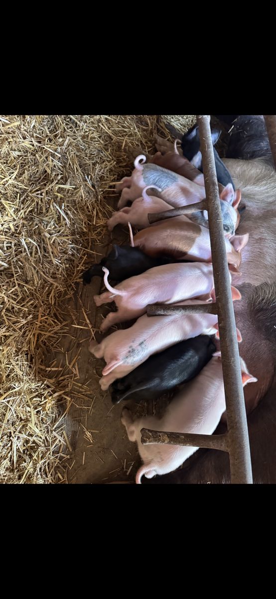 Weaner pigs