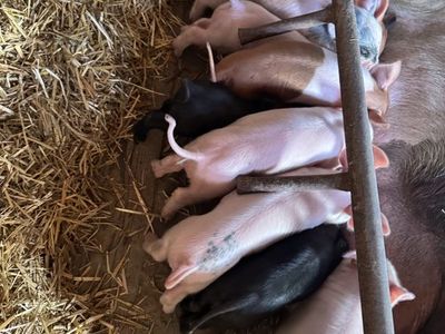 Weaner pigs