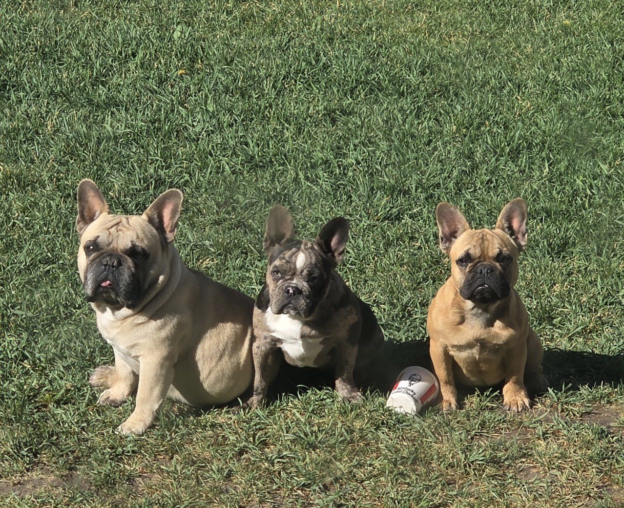 Female Frenchie