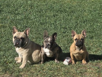 Female Frenchie