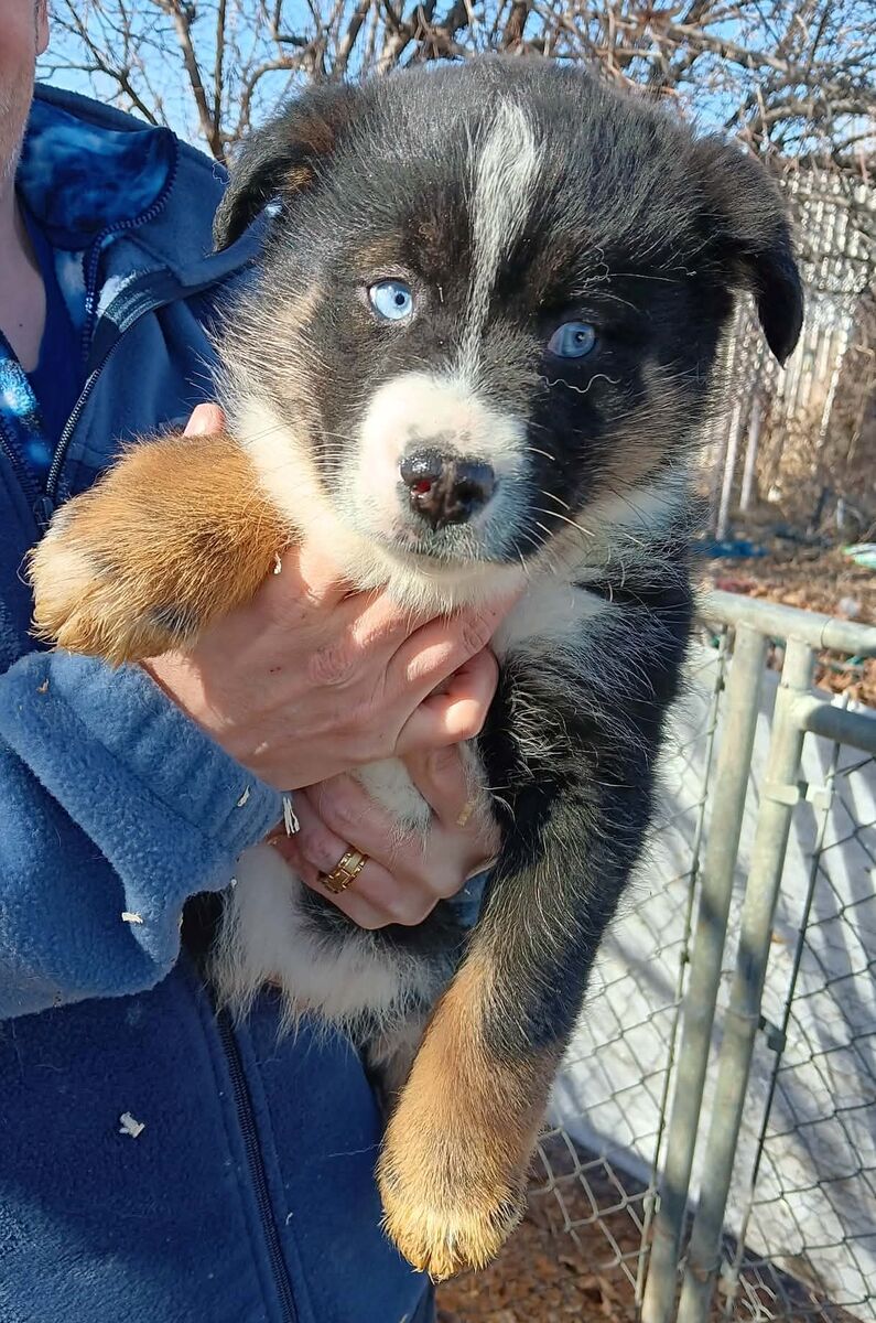 mini aussie/pomsky cross