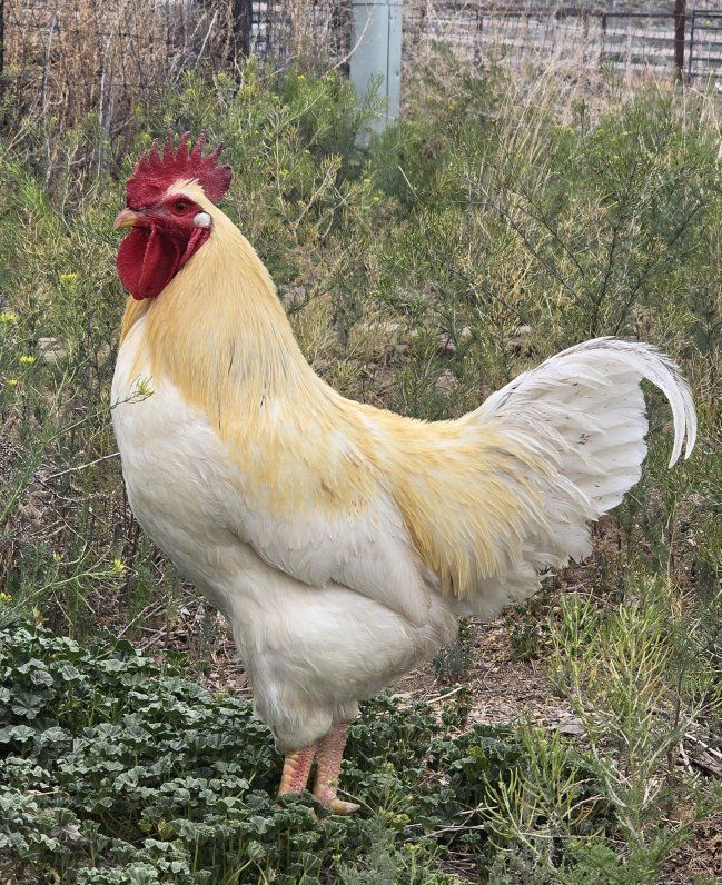 Free Rooster