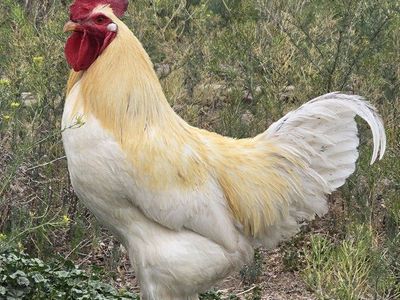 Free Rooster