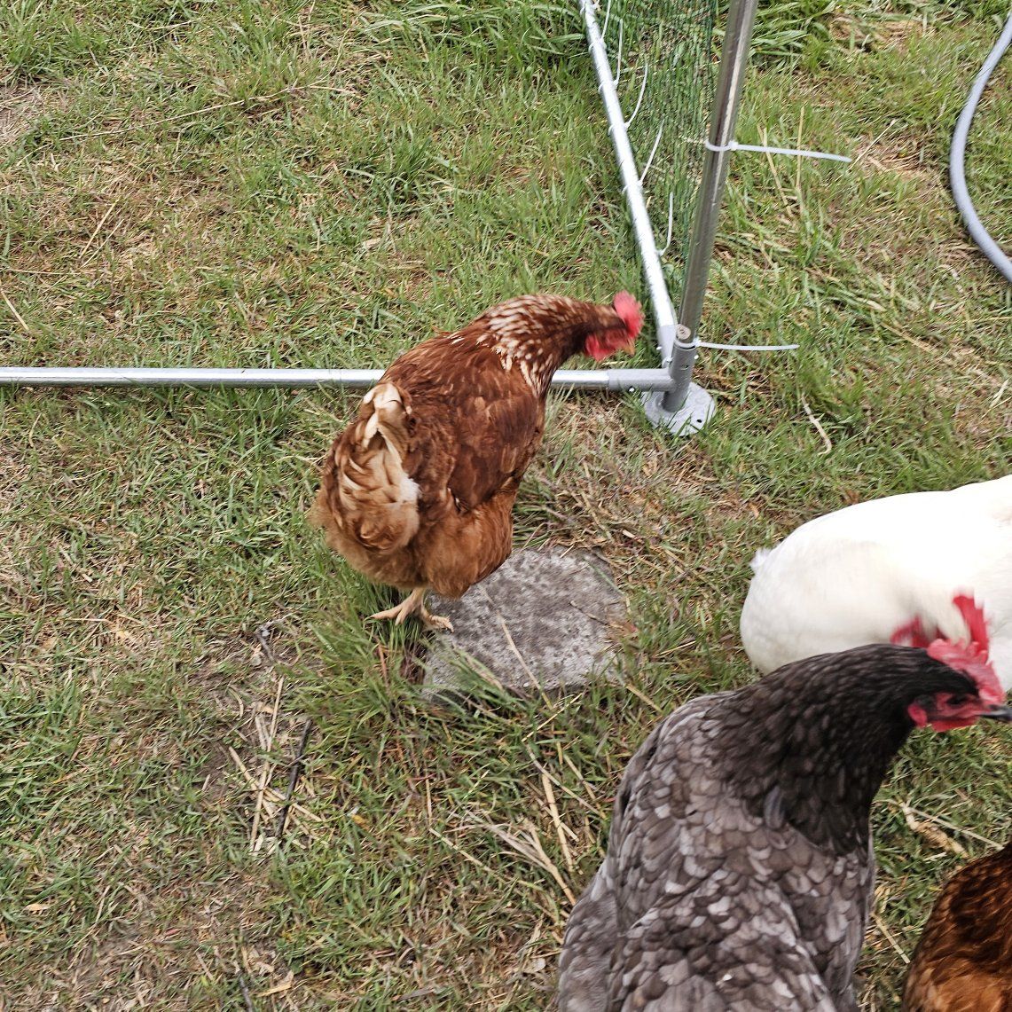 Isa brown hens