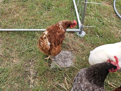 Isa brown hens