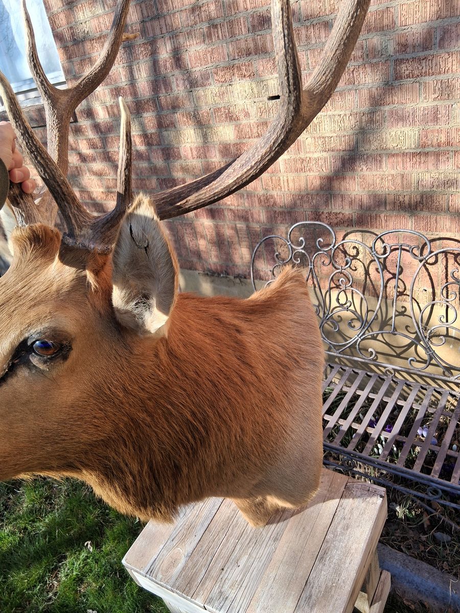 Elk bull shoulder mount