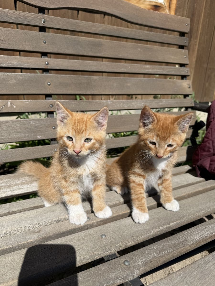 Cuddly Kittens
