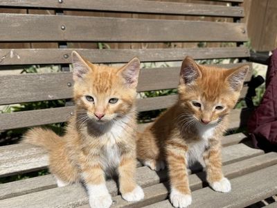 Cuddly Kittens