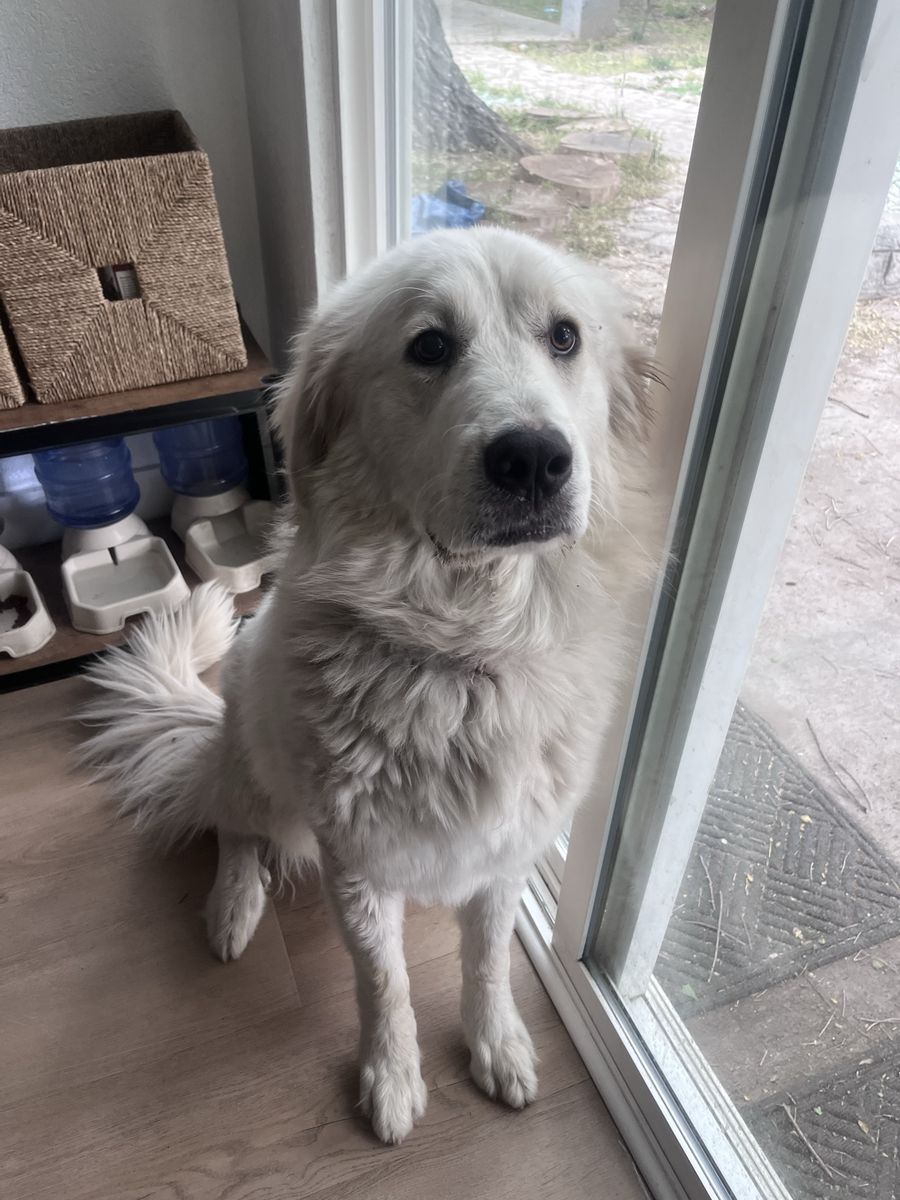 One year old Puppy Female Pyrenees *trained* Livestock Guardian