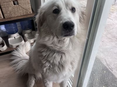 One year old Puppy Female Pyrenees *trained* Livestock Guardian