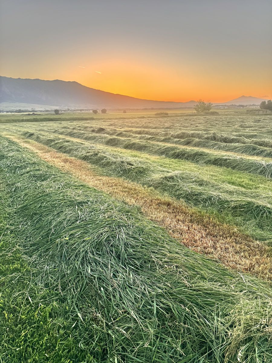 Premium grass hay.