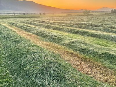 Premium grass hay.