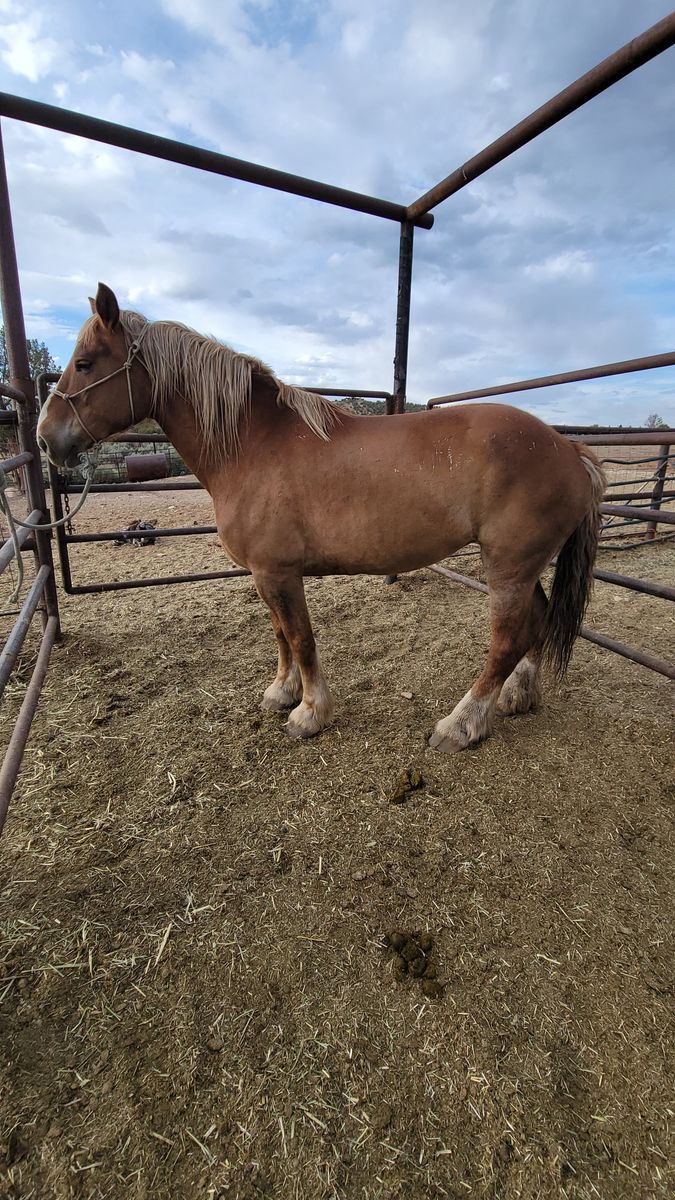 Belgian mare