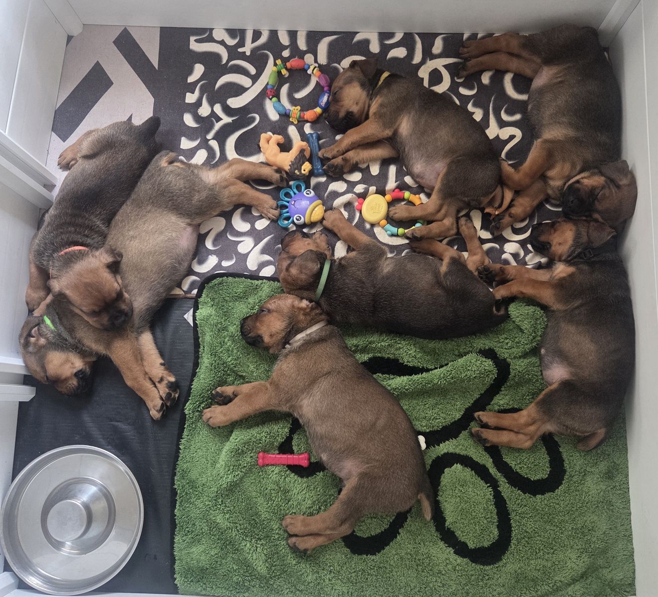 Adorable Rottweiler/Cane Corso puppies