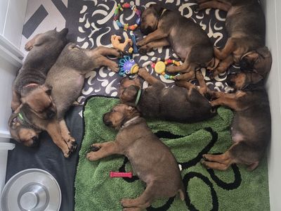 Adorable Rottweiler/Cane Corso puppies