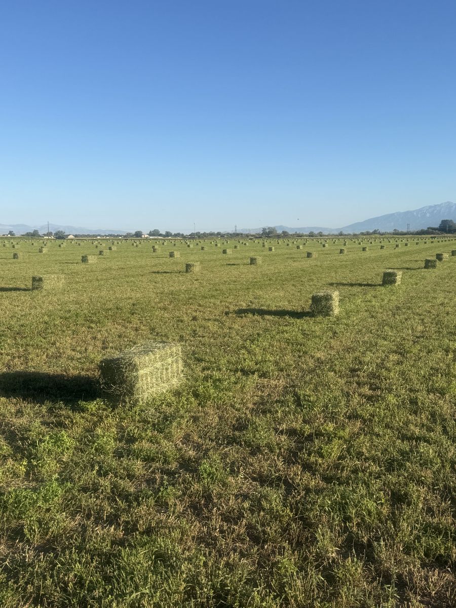 Premium Alfalfa Hay