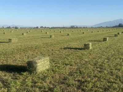 Premium Alfalfa Hay