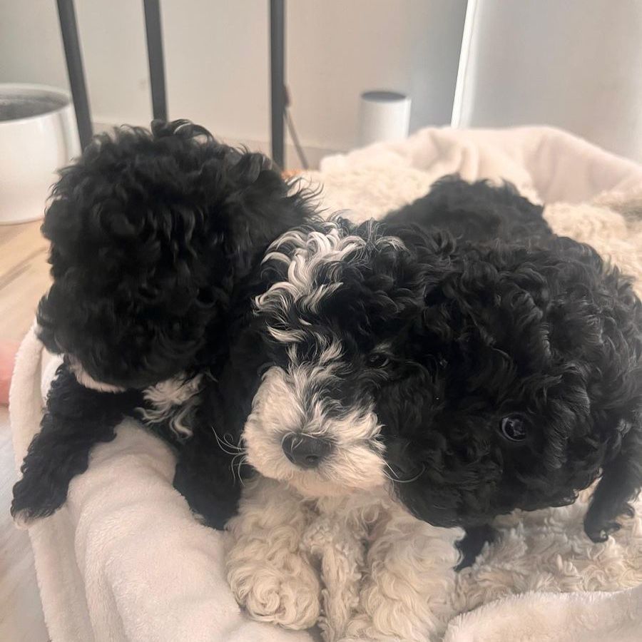 Mini Goldendoodle puppies