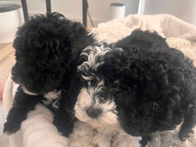 Mini Goldendoodle puppies