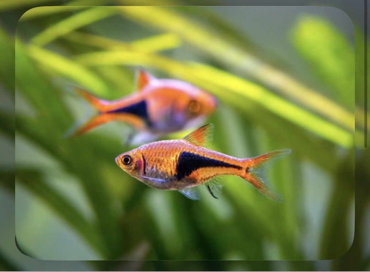 Harlequin Rasboras
