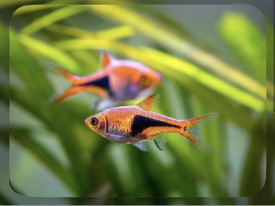 Harlequin Rasboras