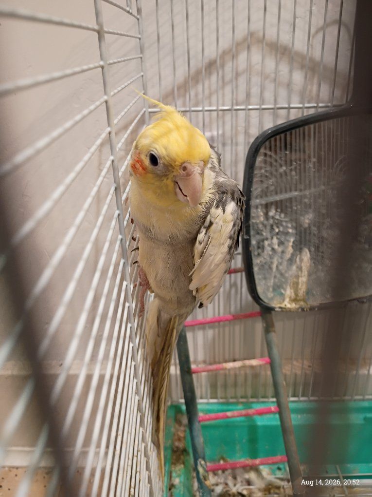 $30 - Spark the Cockatiel
