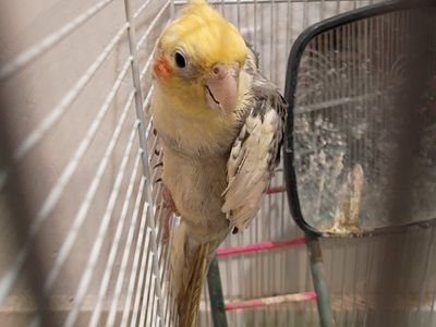 $30 - Spark the Cockatiel