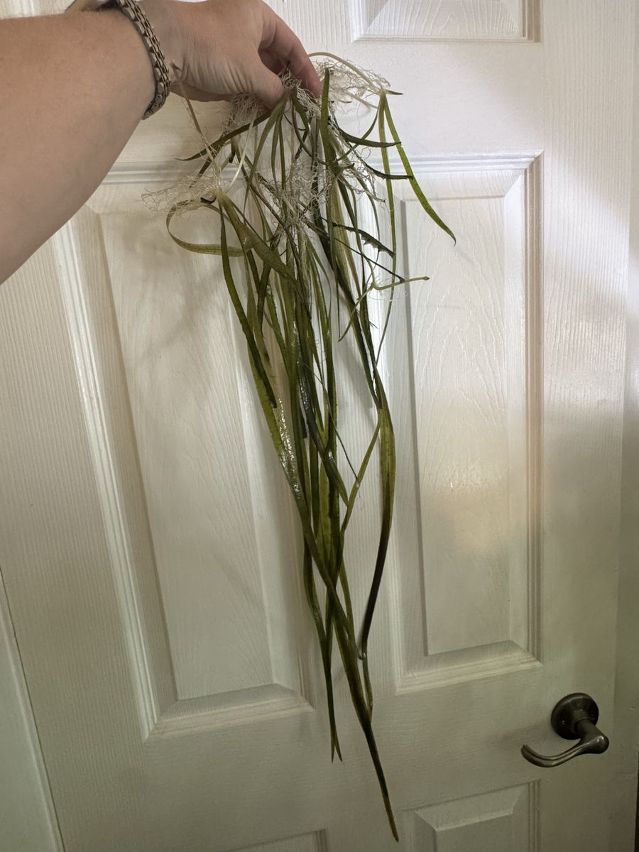 Live Aquatic Plant Vallisneria Jungle Val Long Stemmed Aquarium